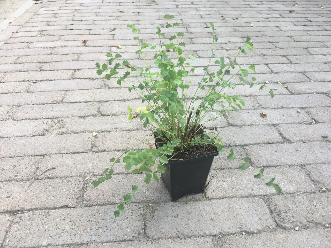 Kleine pimpernel - Sanguisorba minor