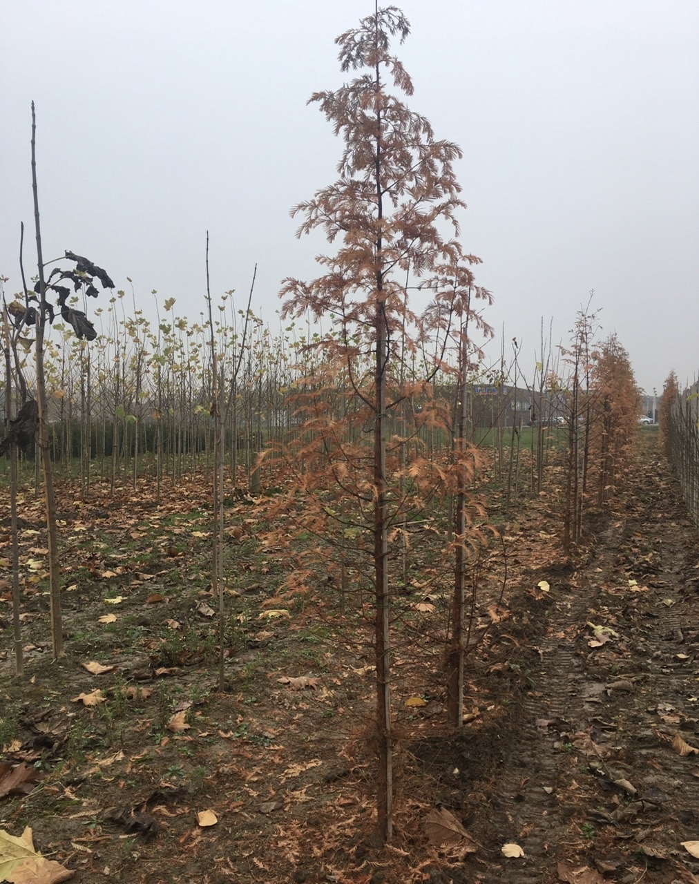 Moerascipres - Metasequoia glyptostroboidus