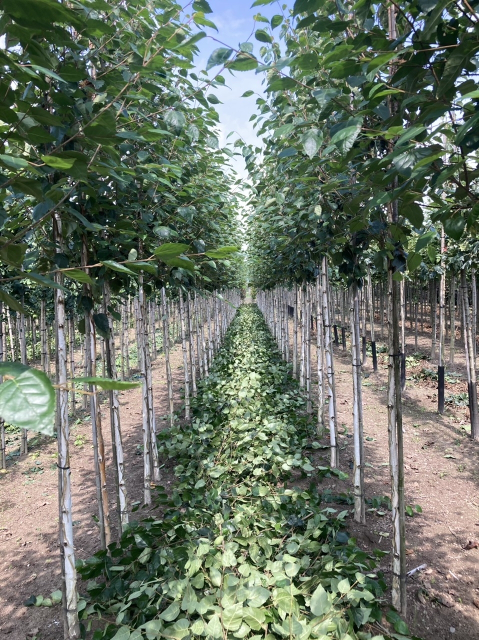 Betula utilis 'Doorenbos' (Boom)