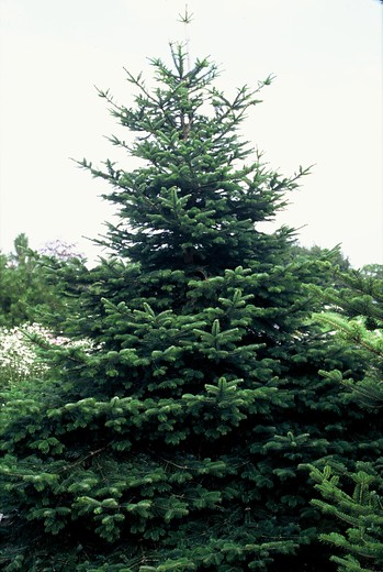 Abies Normanniana - Nordmann spar
