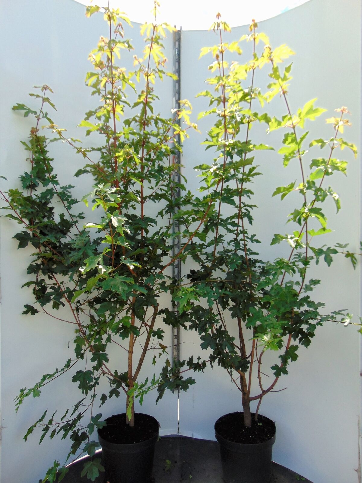 Veld esdoorn - Acer campestre