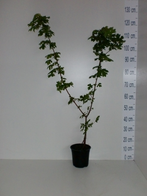 Veld esdoorn - Acer campestre