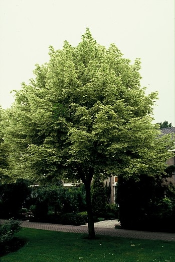 Noorse esdoorn - Acer platanoides 'Drummondii'