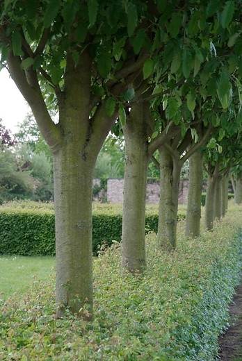 Spaanse aak - Acer campestre 'Huiber's Elegant'