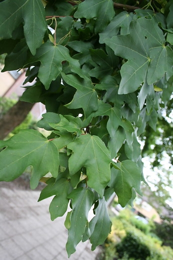 Spaanse aak - Acer campestre 