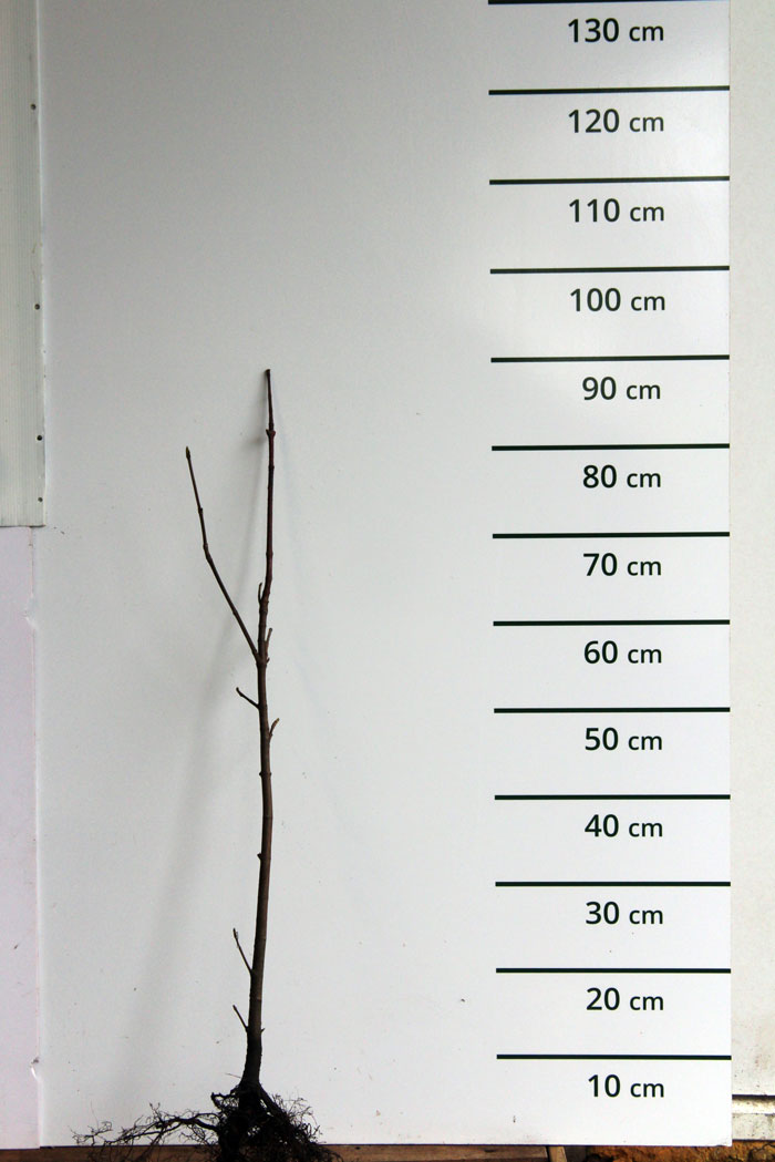 Noorse esdoorn - Acer platanoidus