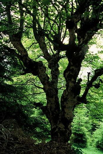 Gewone esdoorn - Acer pseudoplatanus (boom)