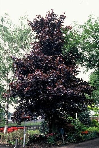 Noorse esdoorn - Acer platanoidus Royal Red