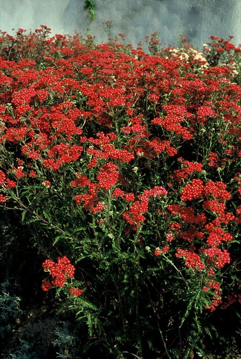 Duizendblad - Achillea 'Paprika'