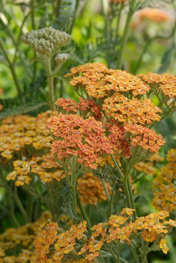 Duizendblad - Achillea 'Terracotta'