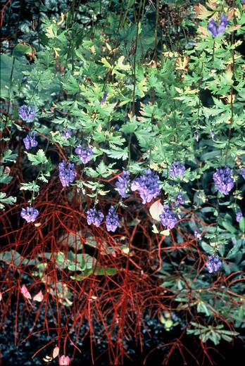 Monnikskap - Aconitum carm. 'Arendsii'