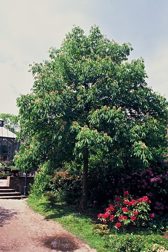 Witte paardenkastanje - Aesculus hippocastanum