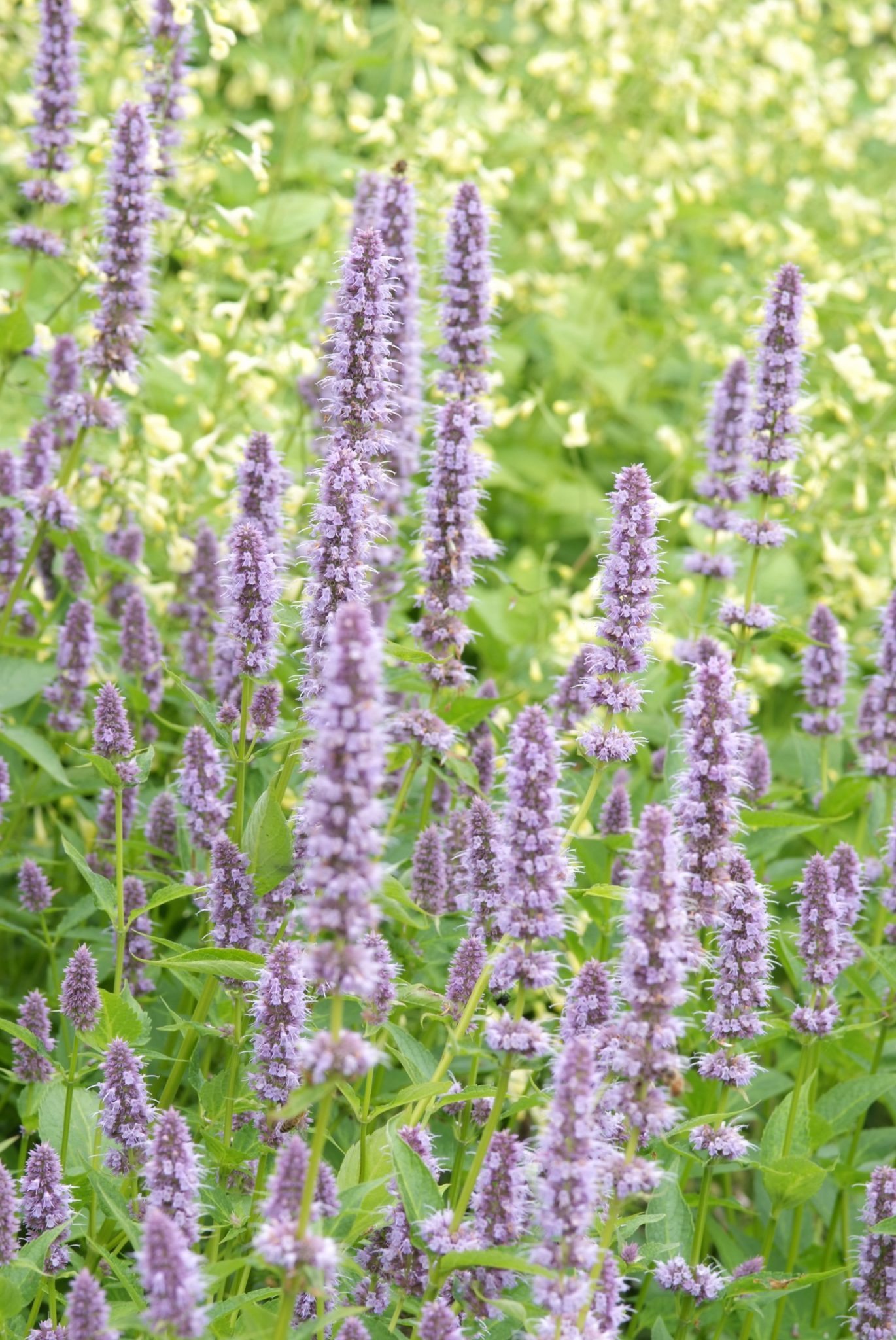 Dropplant - Agastache 'Purple Haze'