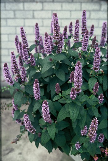 Dropplant - Agastache 'After Eight'