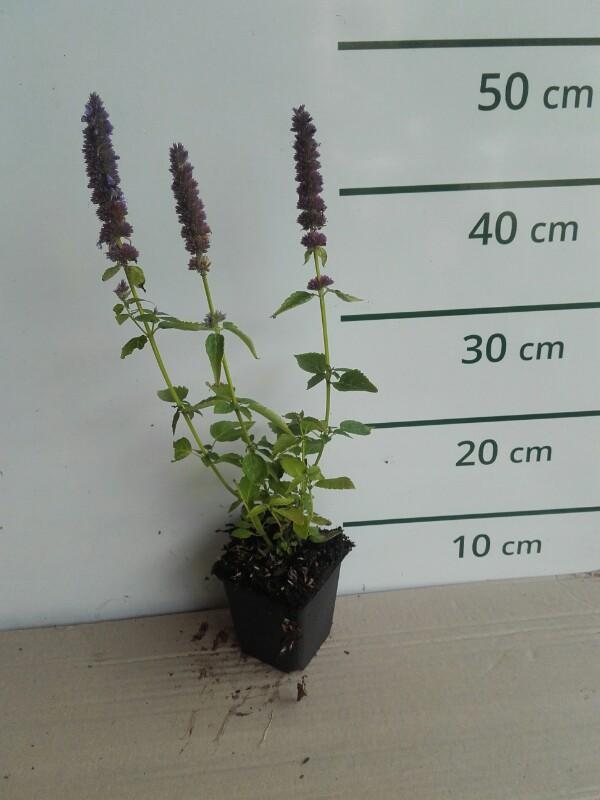 Dropplant - Agastache 'Blue Fortune'