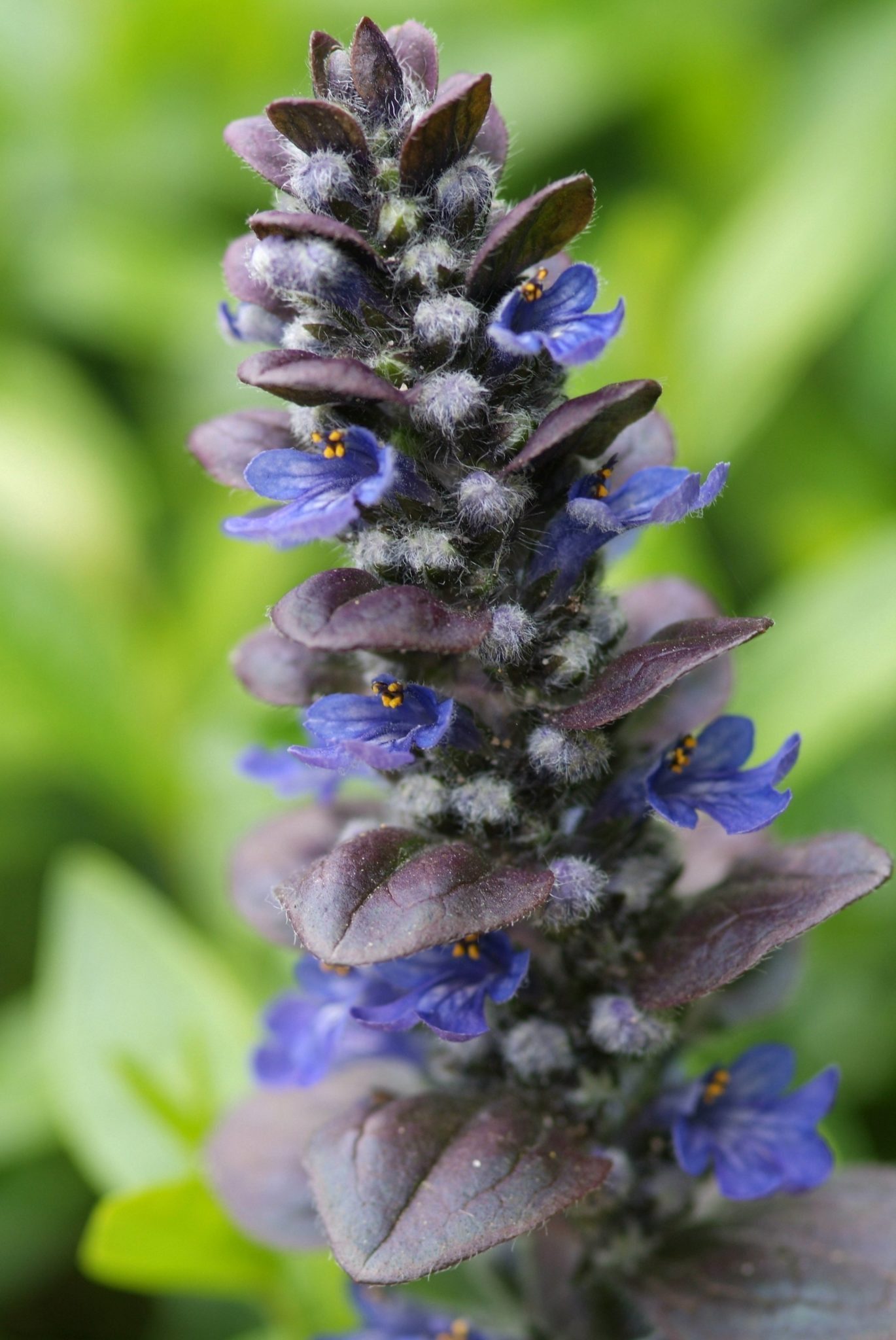 Kruipend zenegroen - Ajuga reptans