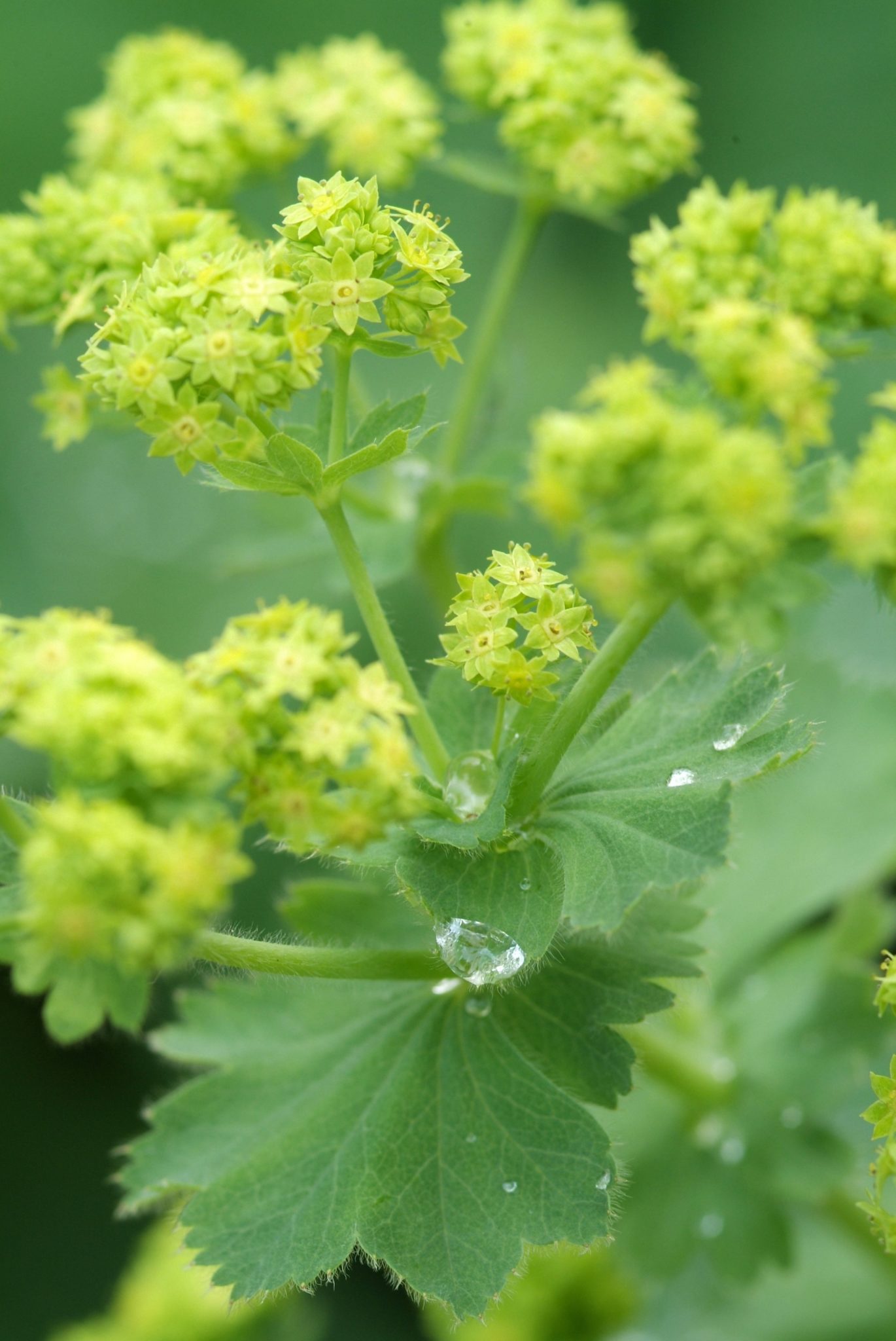 Vrouwenmantel - Alchemilla mollis