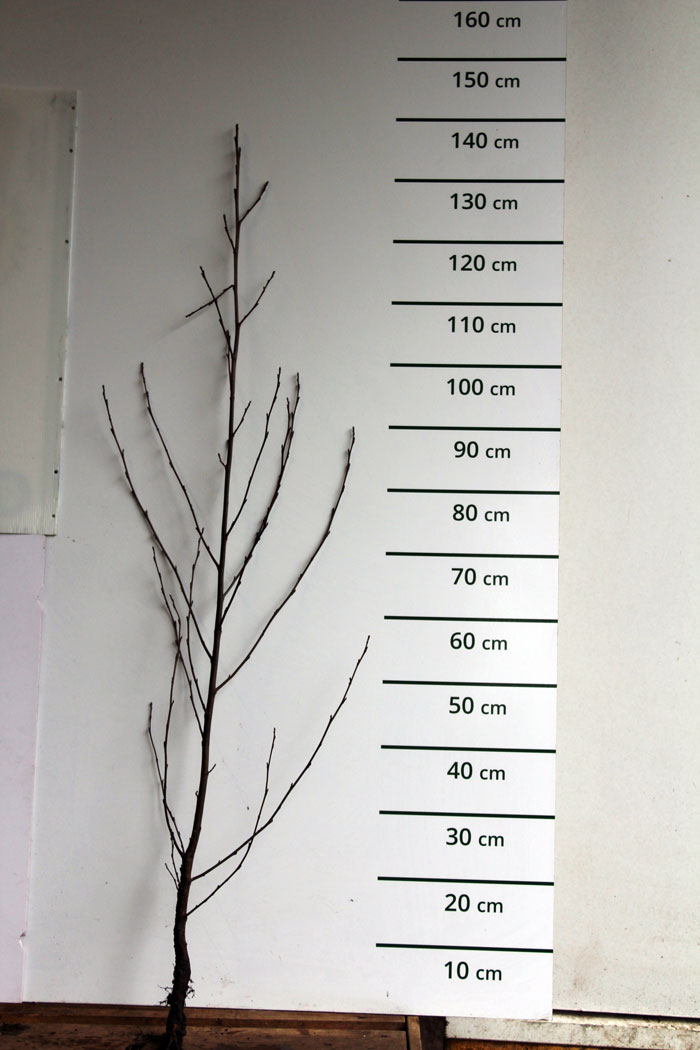 Zwarte els - Alnus glutinosa
