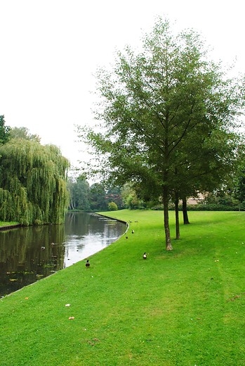 Zwarte els - Alnus glutinosa