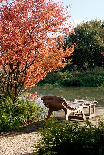 Krent - Amelanchier lamarckii (Bosplantsoen)