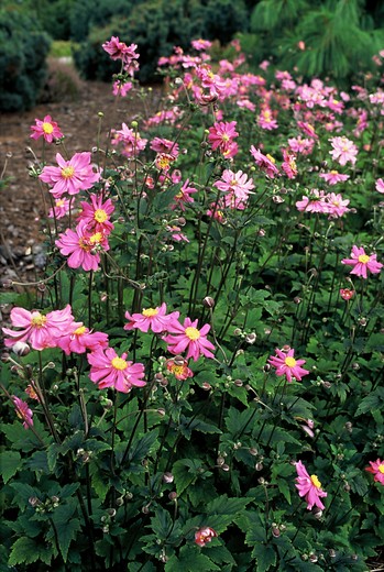 Anemoon - Anemone 'Rotkäppchen'