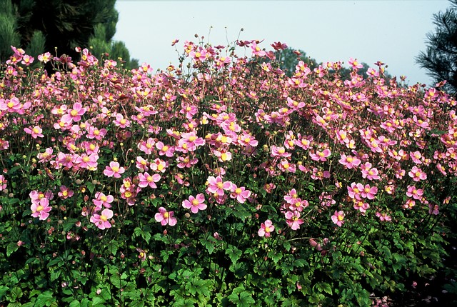 Herfstanemoon - Anemone hupehensis 'September Charm'