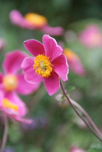 Anemoon - Anemone hup. 'Splendens'