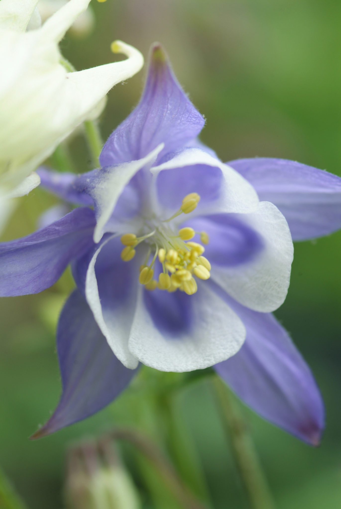 Akelei - Aquilegia 'Biedermeier'