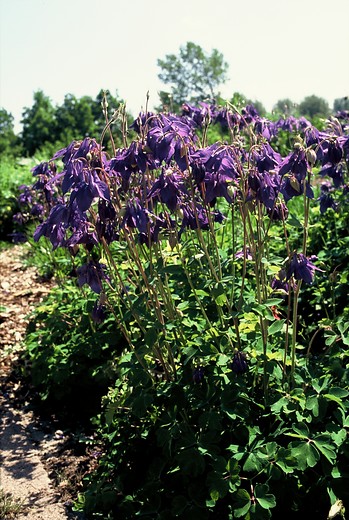 Akelei - Aquilegia alpina
