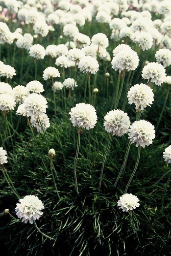 Engels gras - Armeria maritima 'Alba'