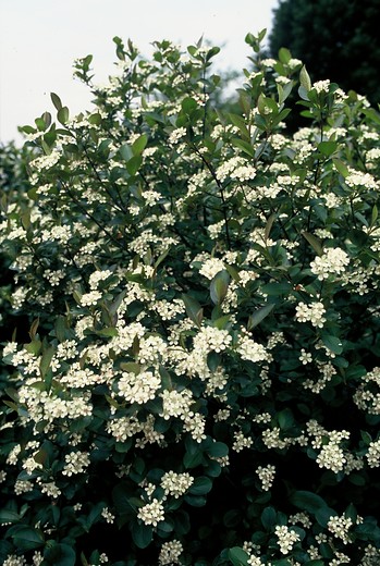 Zwarte appelbes - Aronia melanocarpa