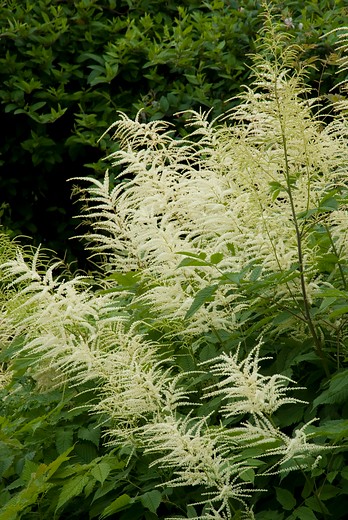 Geitebaard - Aruncus dioicus 'Kneiffii'
