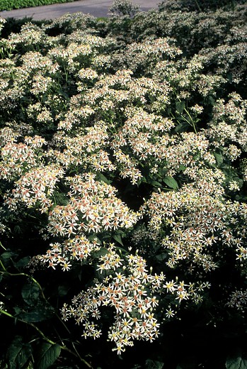 Alpenaster - Aster alpinus 'Albus'