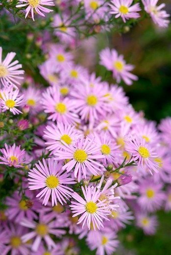 Herfstaster - Aster Prof. 'Anton Kippenberg'