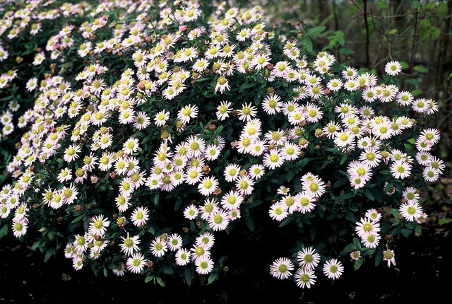 Aster ageratoides 'Asmo'