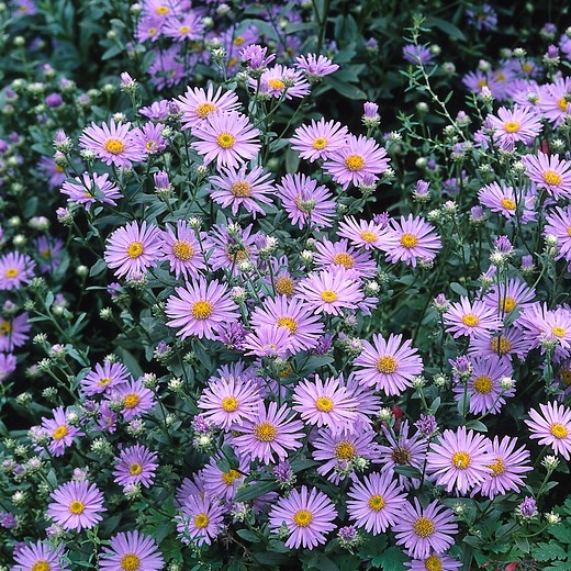 Aster amellus 'Blue King'