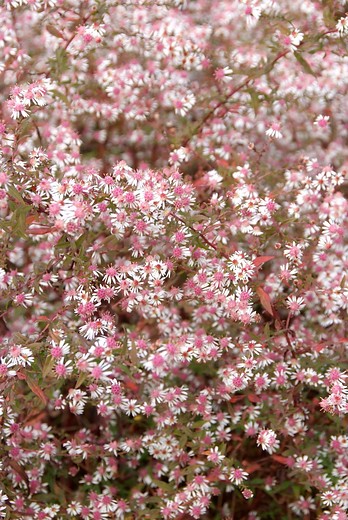 Aster 'Horizontalis'