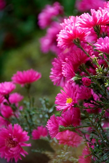 Herfstaster - Aster 'Jenny'