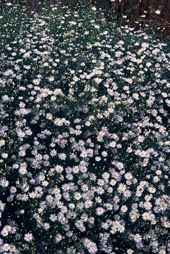 Aster 'Monte Cassino'