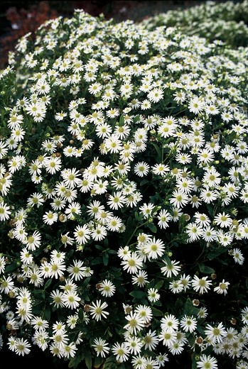 Herfstaster - Aster (D) 'Schneekissen'