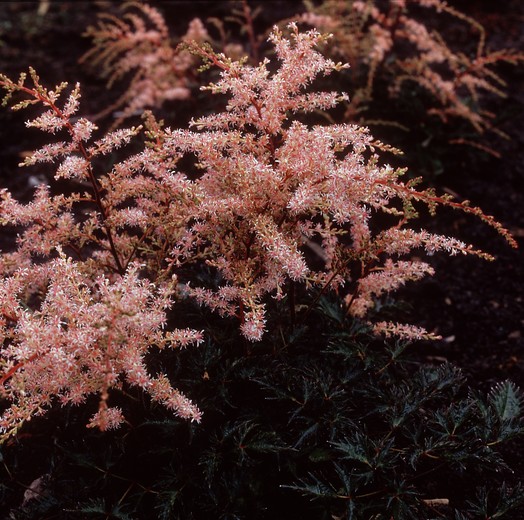 Pluimspirea - Astilbe 'Sprite'