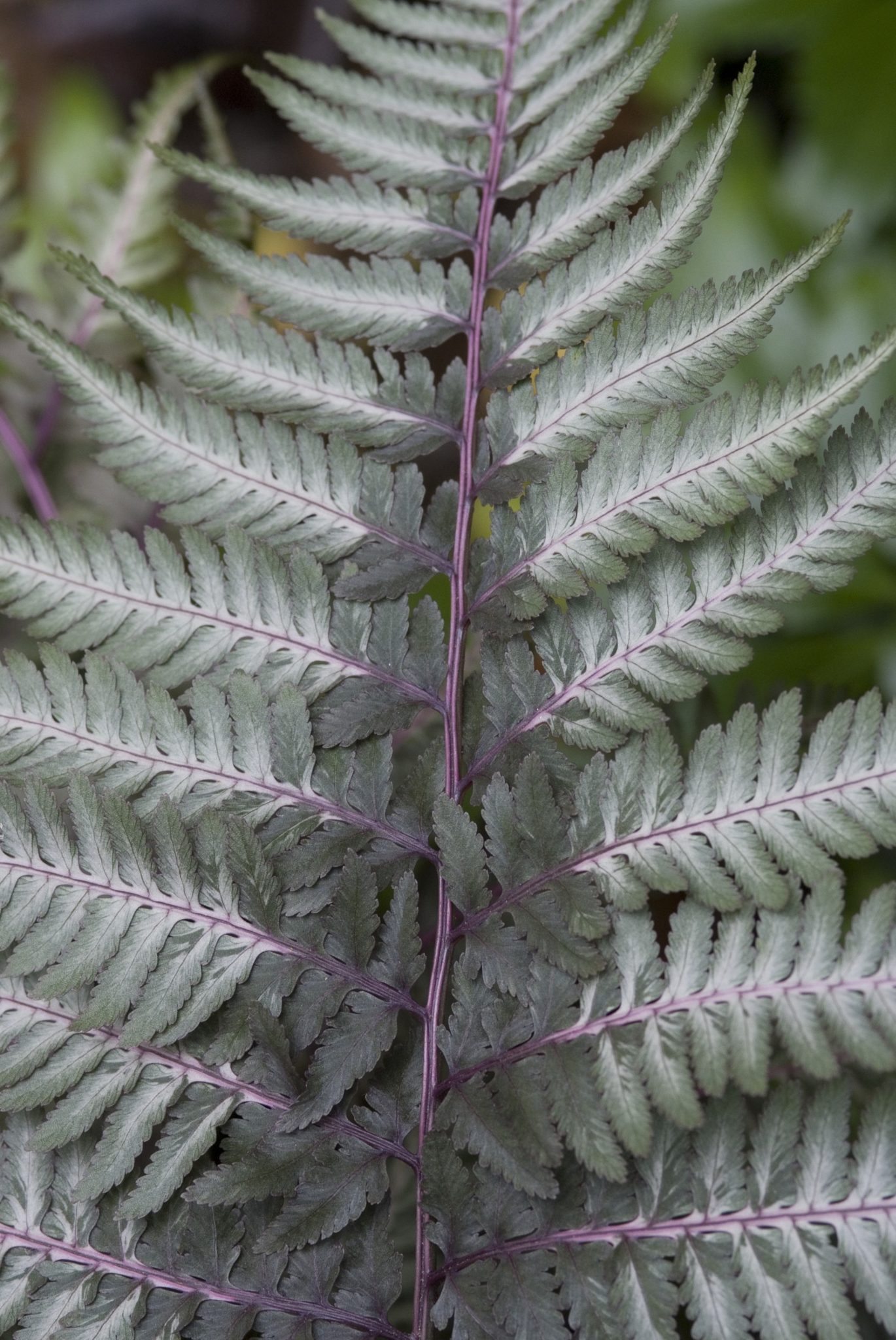 Japanse regenboogvaren - Athyrium niponicum Pewter Lace