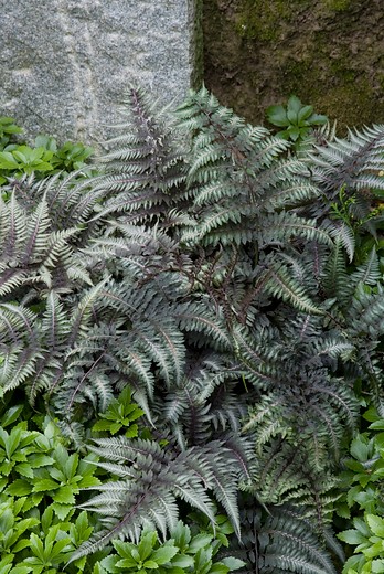 Japanse regenboogvaren - Athyrium niponicum pictum
