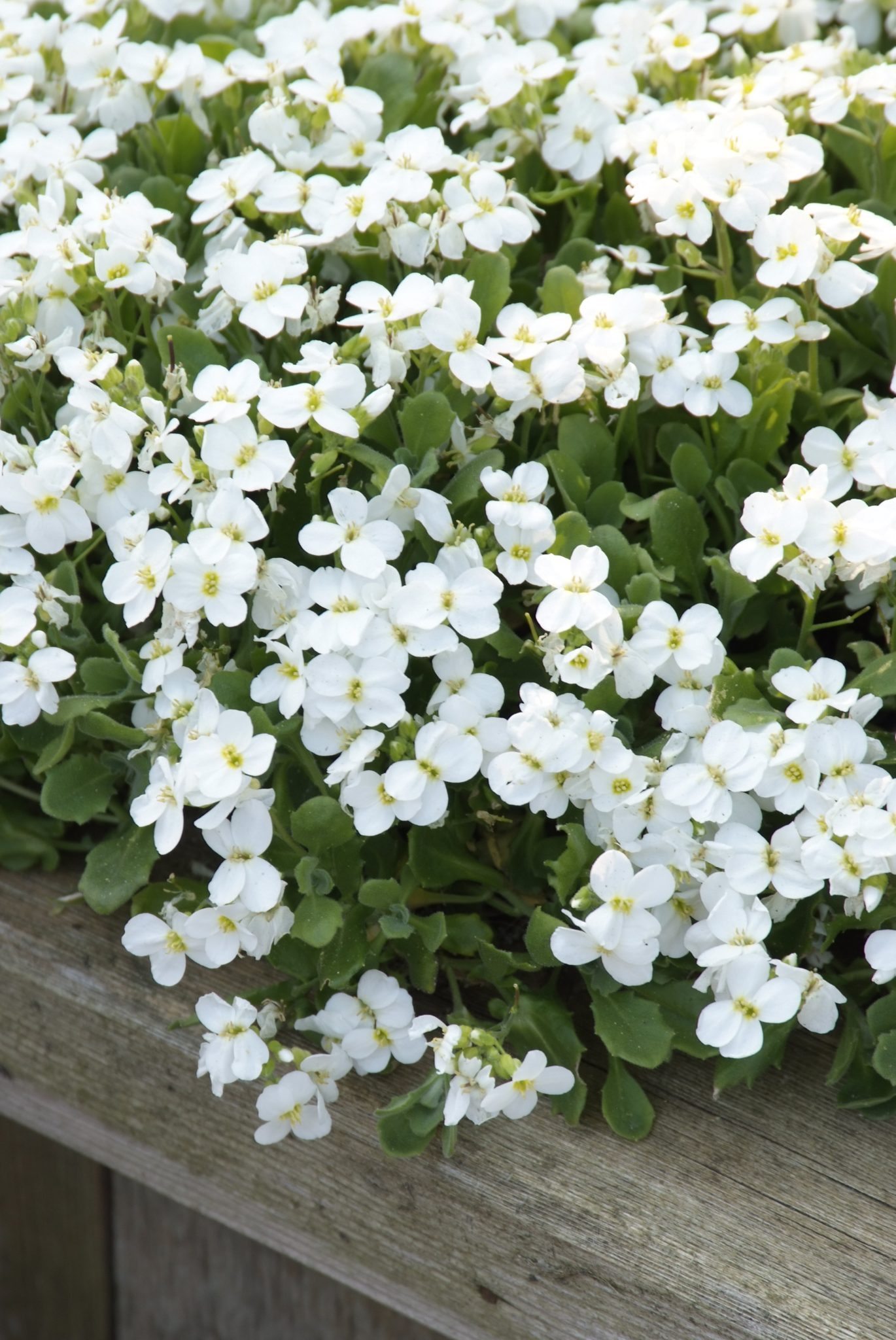 Blauwkussen - Aubrieta 'Hamburger Stadtpark'
