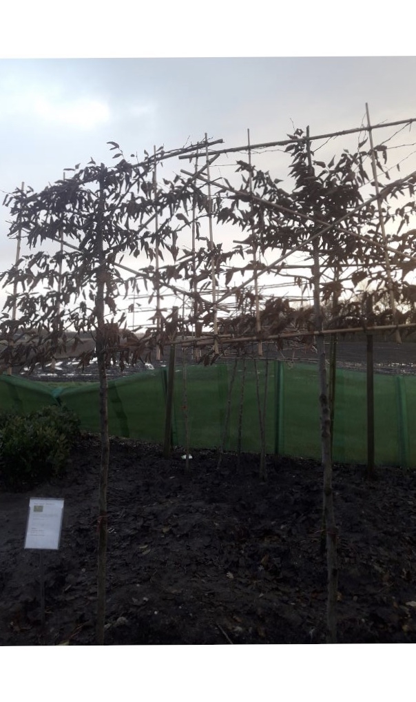 Leihaagbeuk - Carpinus betulus