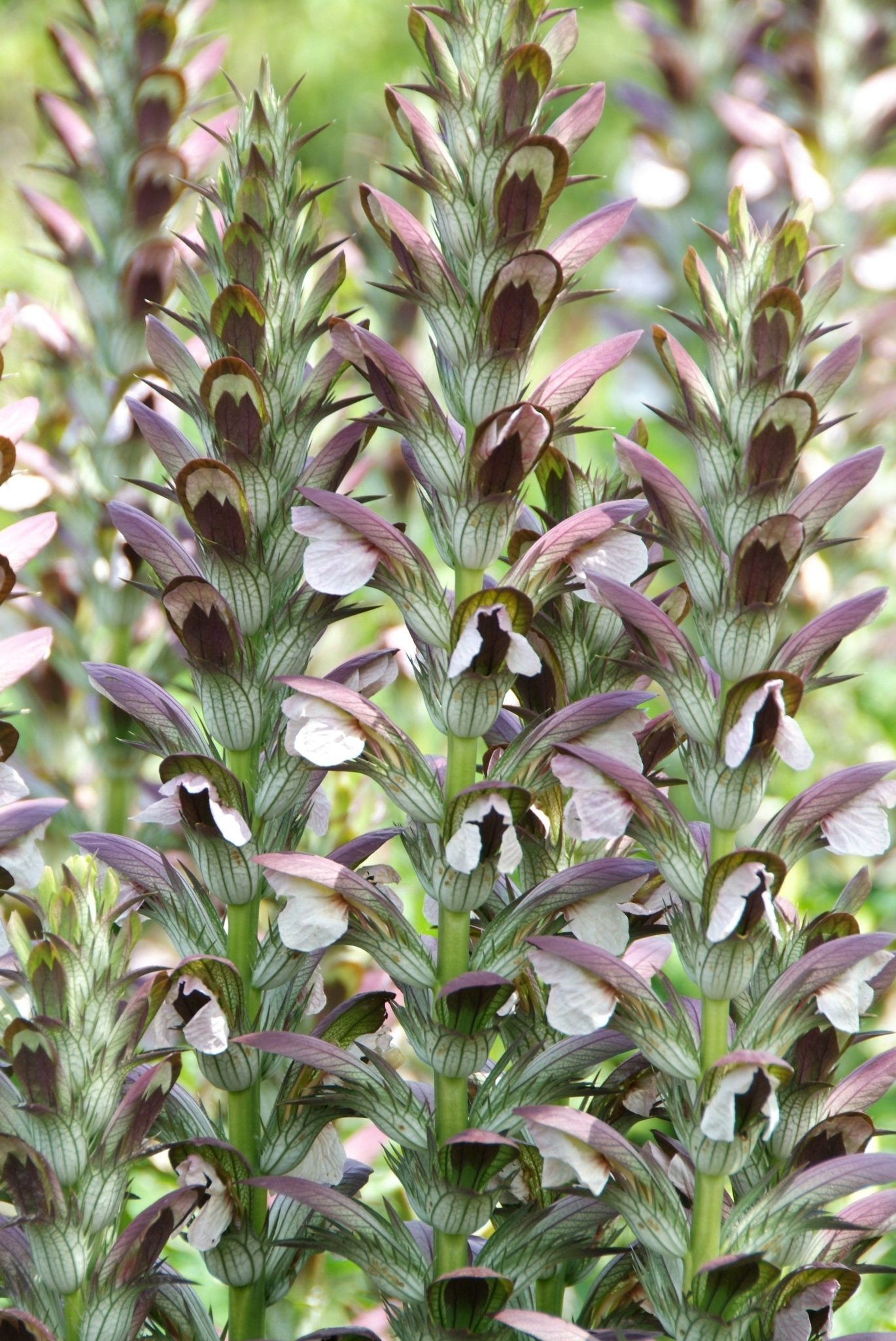 Berenklauw - Acanthus mollis