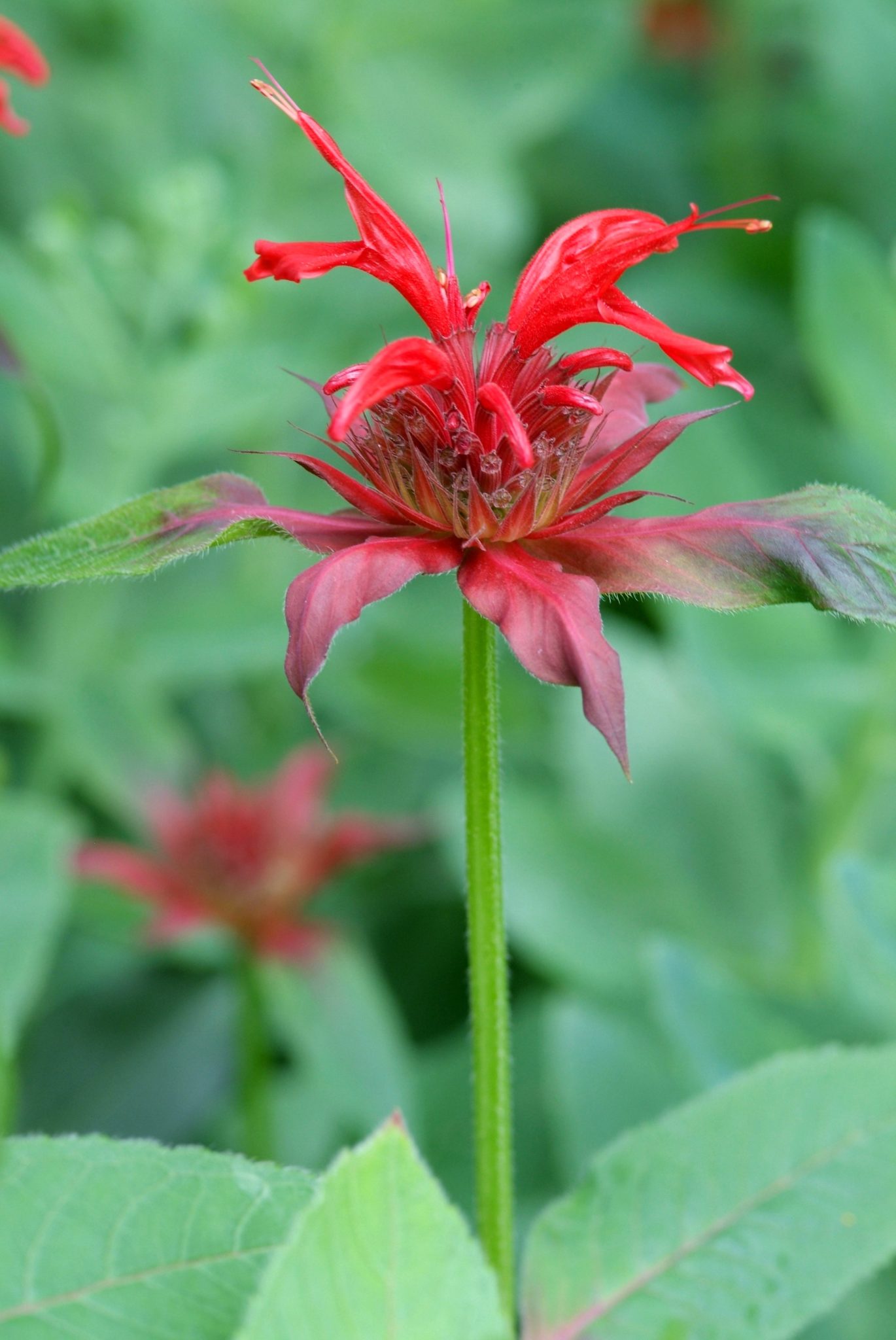 Bergamot - Monarda 'Beauty of Cobham'