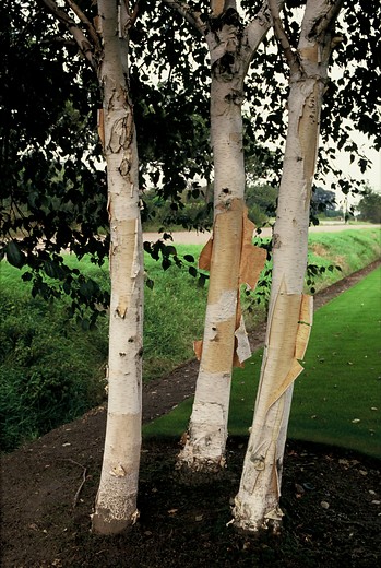 Betula utilis 'Doorenbos' (Boom)