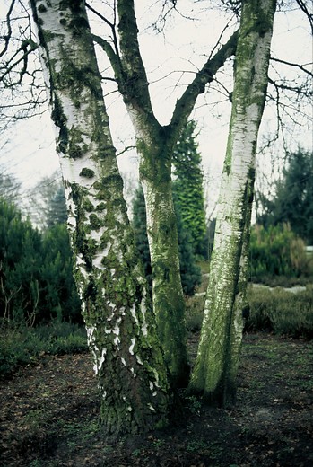 Ruwe berk - Betula pendula (Bosplantsoen)