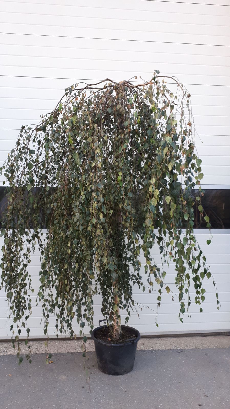Treurberk - Betula pendula 'Tristis' (Boom)